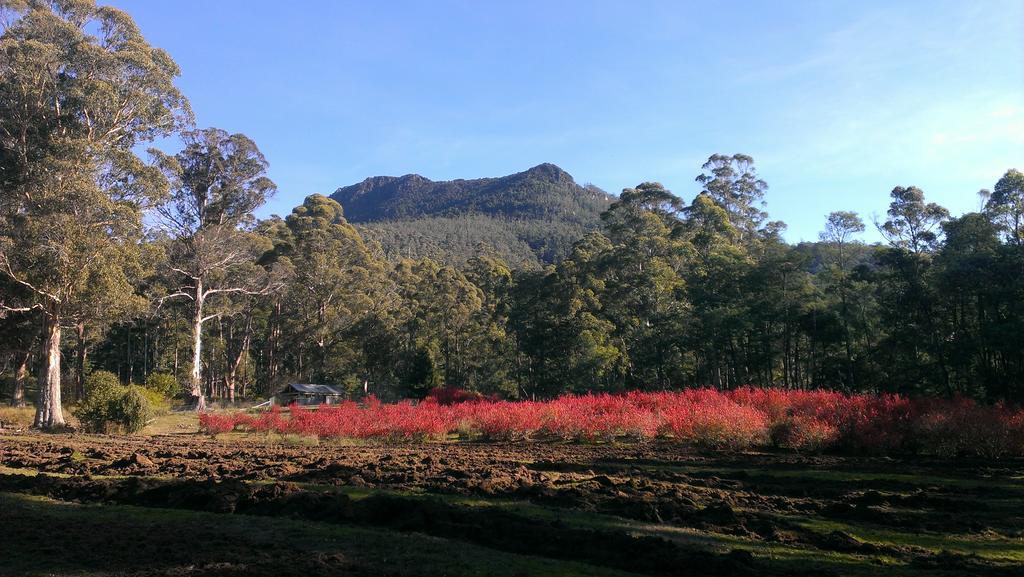 Mountain Blue Guest House Deloraine Buitenkant foto