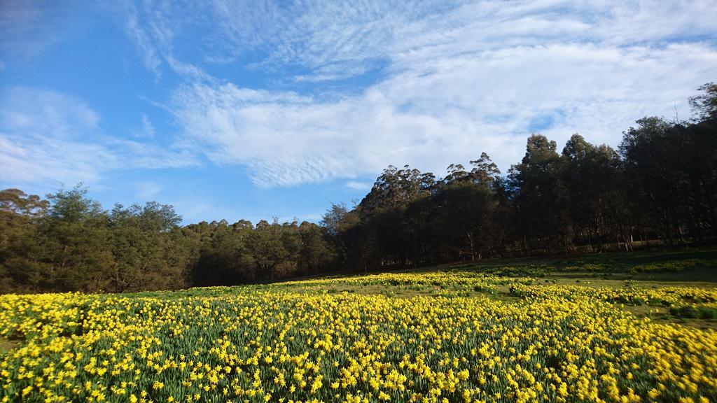 Mountain Blue Guest House Deloraine Buitenkant foto